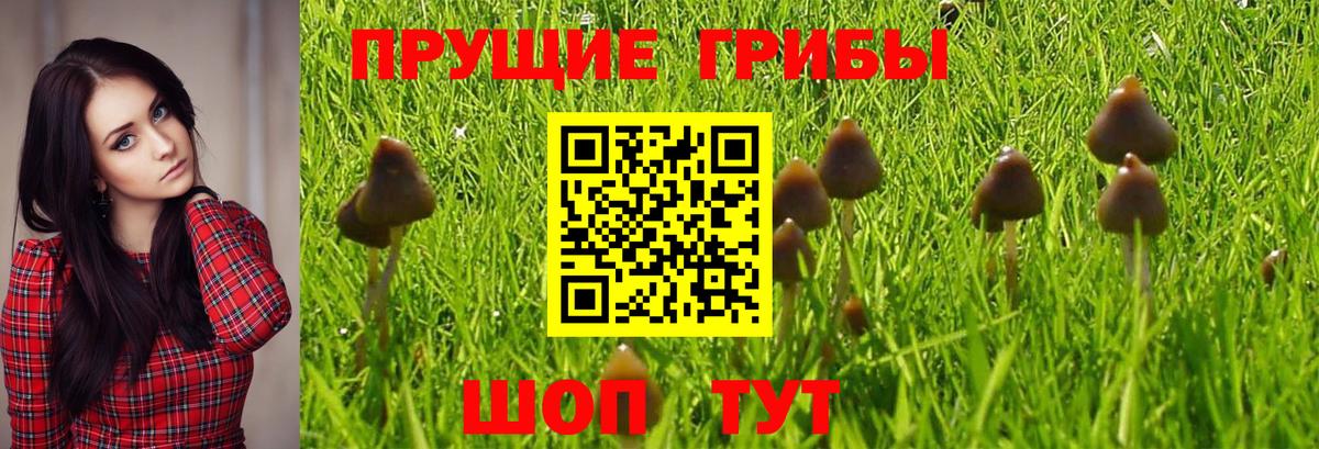 Реутов  Псилоцибиновые грибы MAGIC MUSHROOMS  Вход с VPN 
